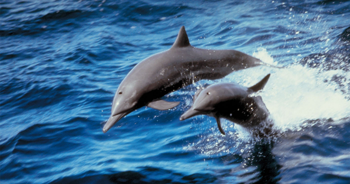 Observation des dauphins à Tarente